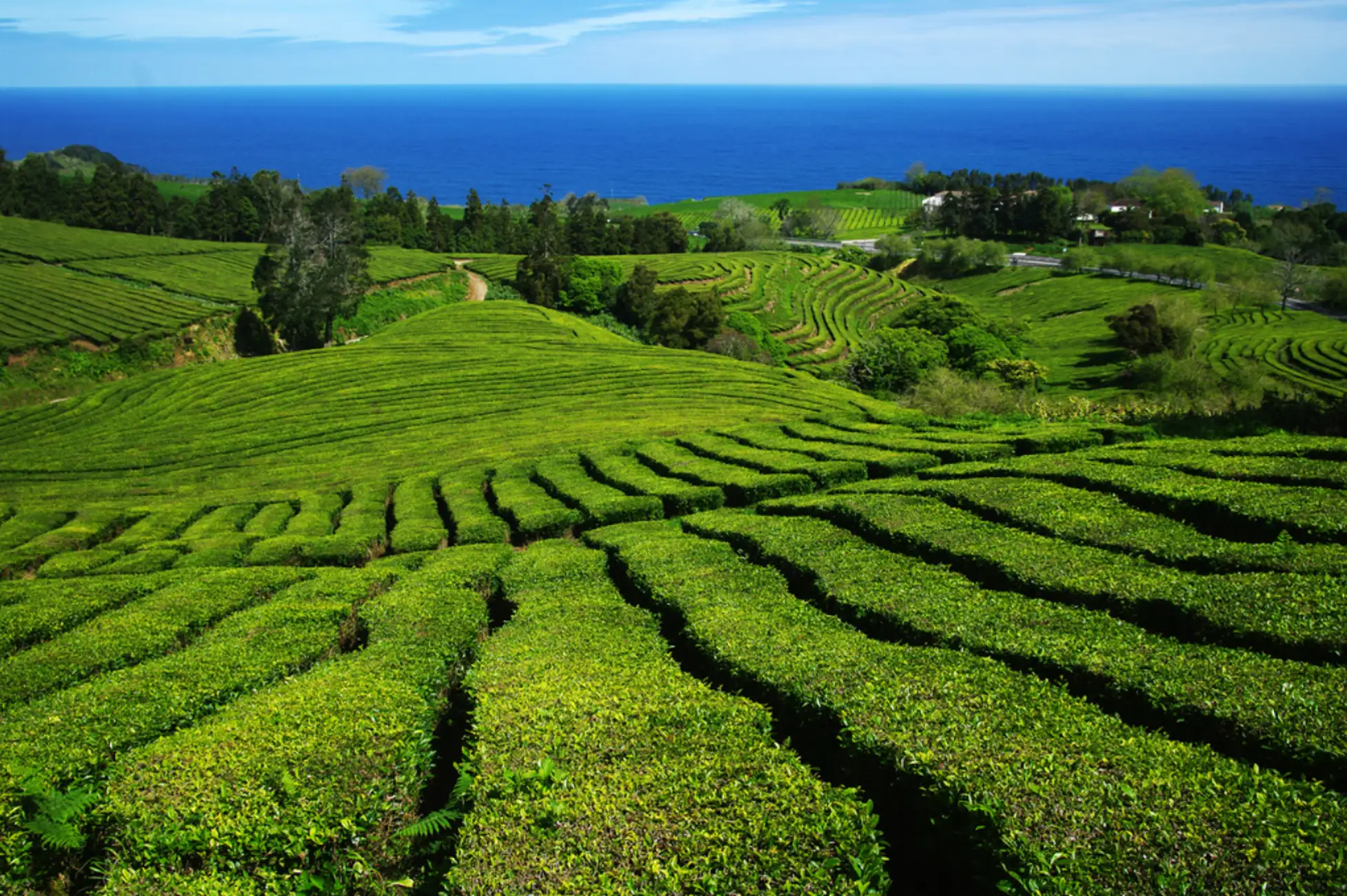 From Ponta Delgada: Lagoa do Fogo & Hot Springs Day Trip